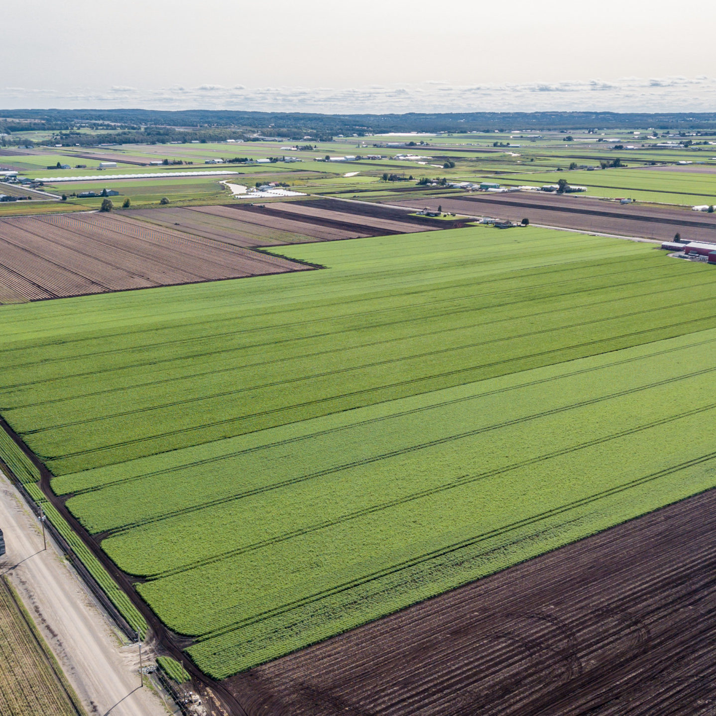 Holland Marsh fields